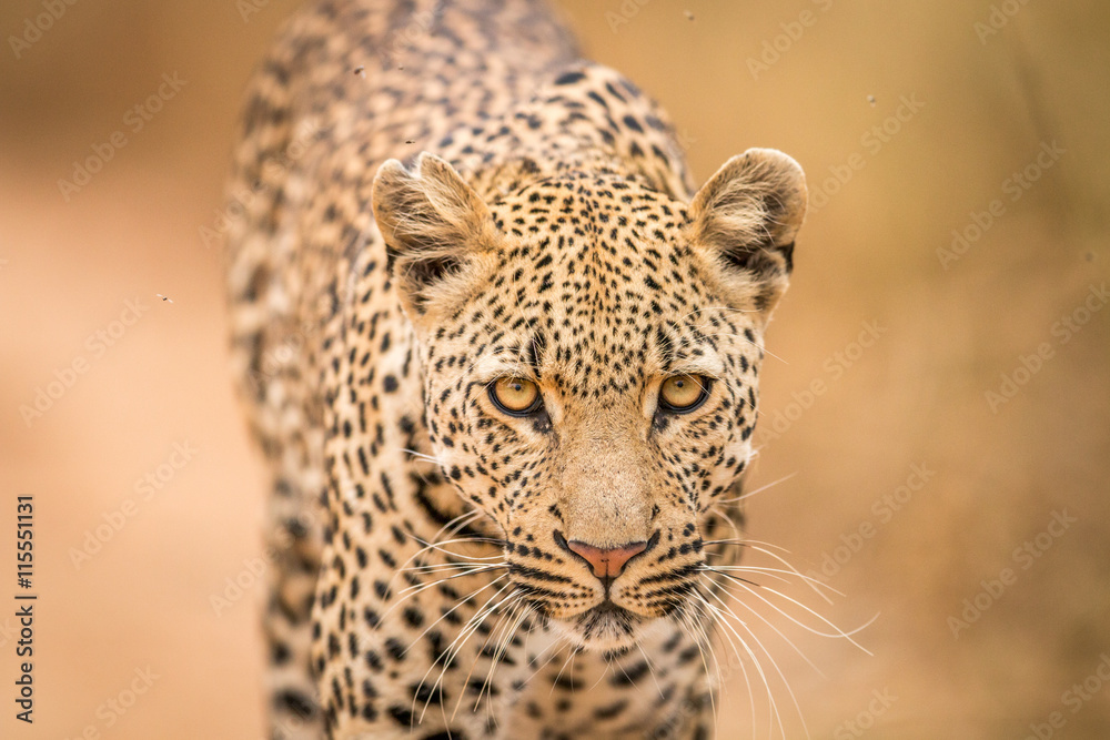Obraz premium Leopard starring at the camera.