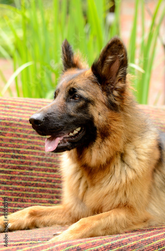 Young Fluffy Dog Breed German Shepherd lying in the garden outdoor.