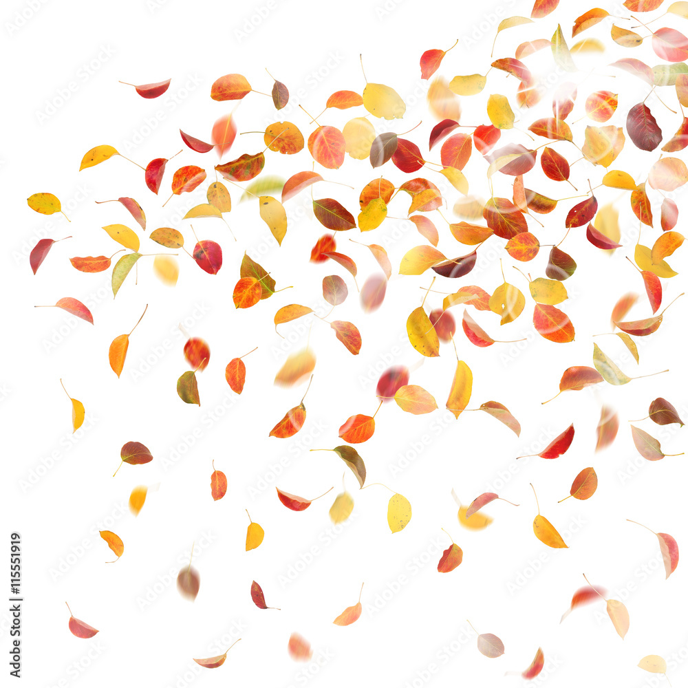 Autumn pear leaves, on white background. Autumn pear leaves, on white background.