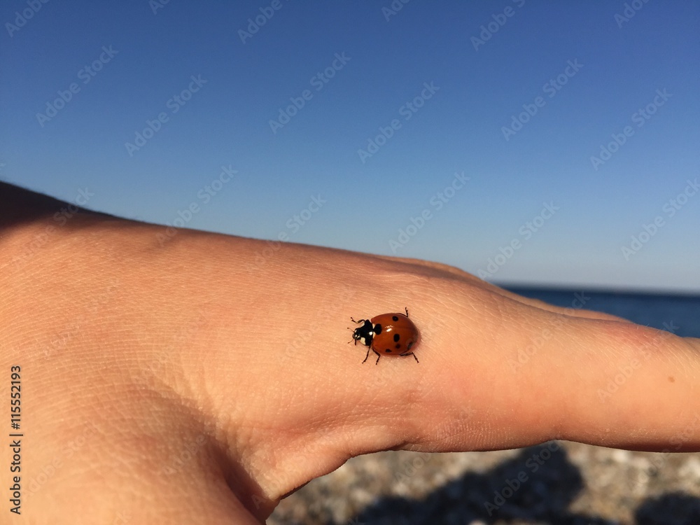 Obraz premium uğur böceği