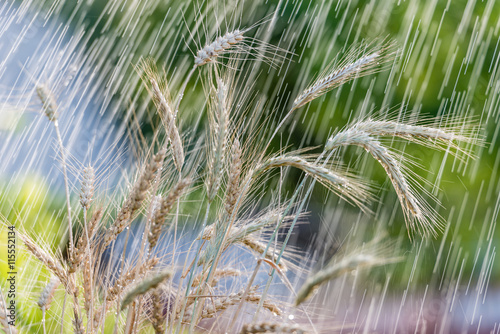 Летний дождь и колоски пшеницы