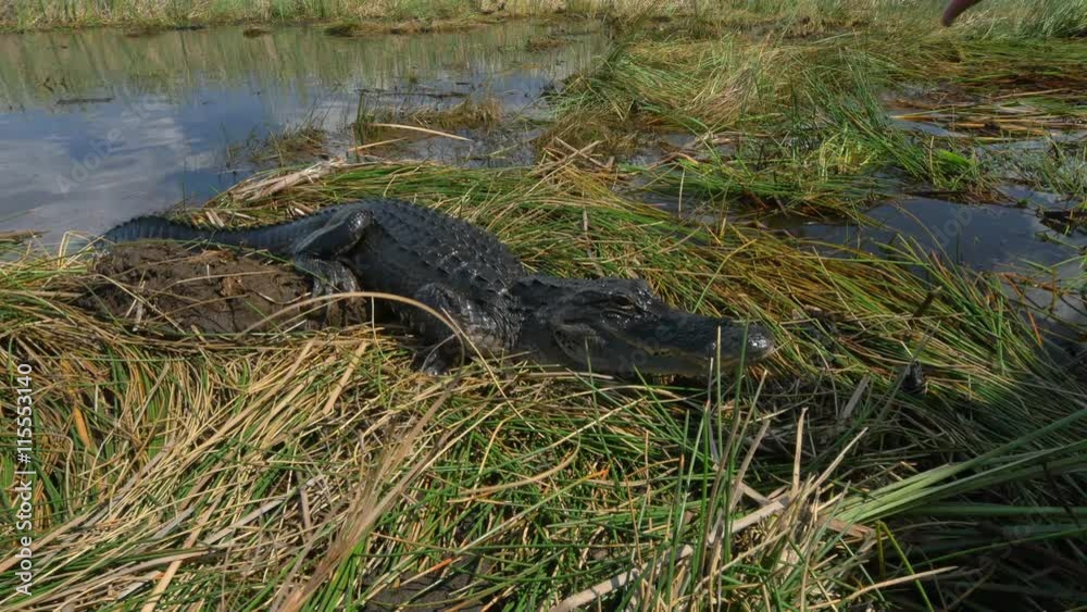 Tour guide in Everglades swamp introducing big alligator Tour guide in Everglades swamp introducing big alligator