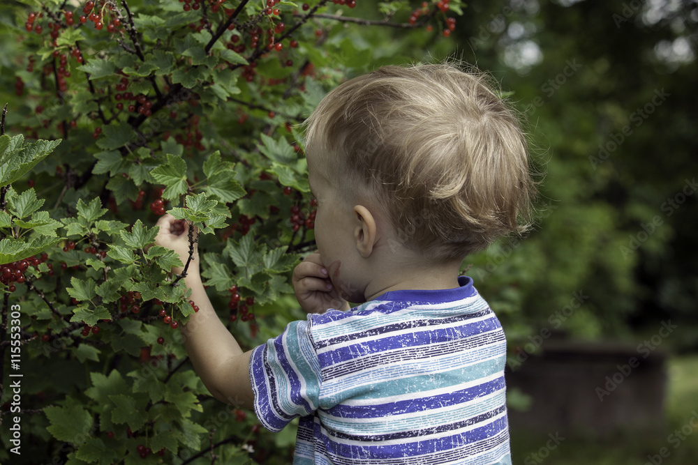 Little boy eating a red currant in a garden Little boy eating a red currant in a garden