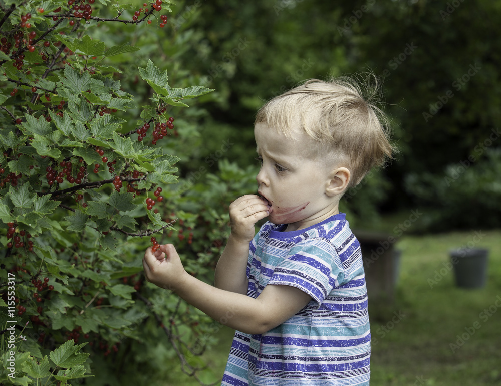 Little boy eating a red currant in a garden Little boy eating a red currant in a garden
