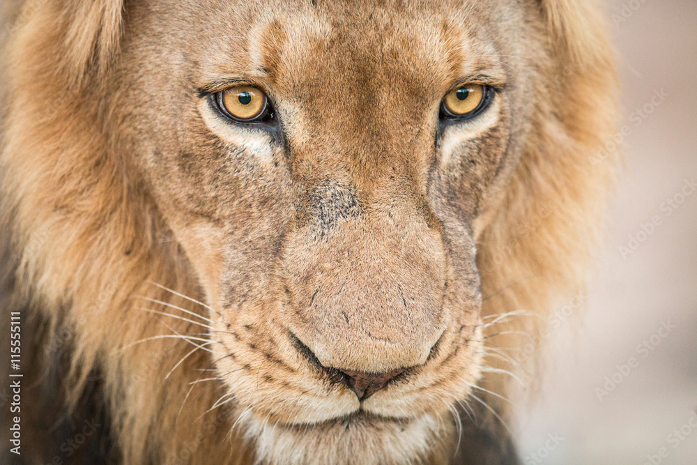 Lion starring in the Kruger National Park. Lion starring in the Kruger National Park.