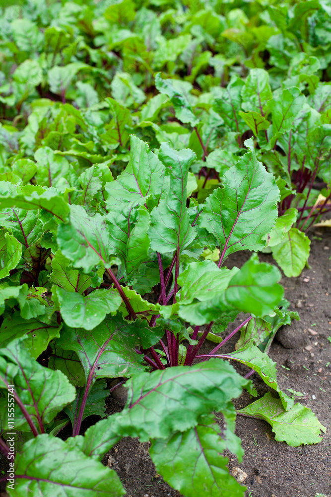 beetroot growing beetroot growing