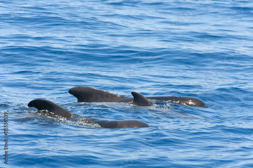 Black pilot or calderon whales of Canary Islands, Spain