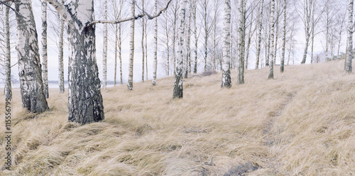 Sweden, Skane, Salvikens Strandangar, Birch tree forest photo