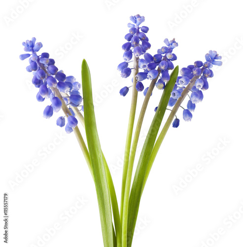 fresh muscari grape hyacinth flowers isolated on white background