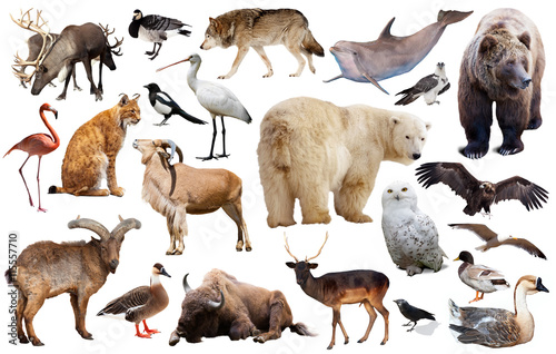 europe animals isolated