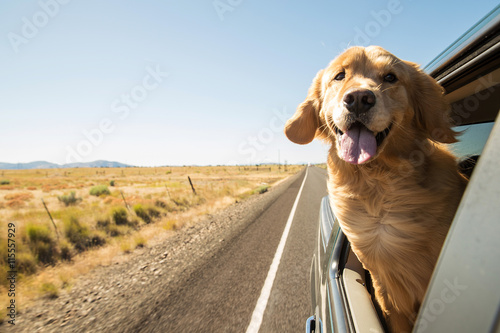 Obraz na plátne Golden Retriever Dog on a road trip