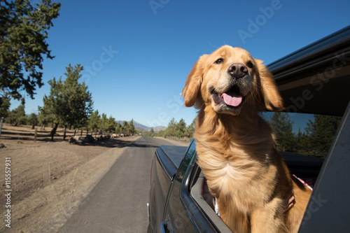 Golden Retriever Dog on a road trip