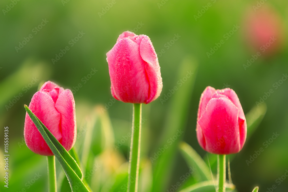 Field of beautiful blooming tulips, closeup Field of beautiful blooming tulips, closeup