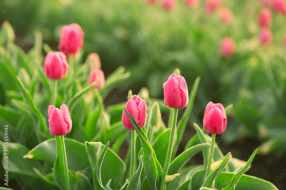 Field of beautiful blooming tulips