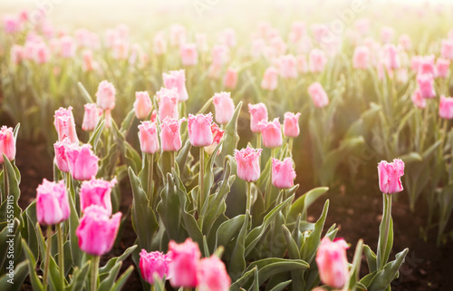 Field of beautiful blooming tulips