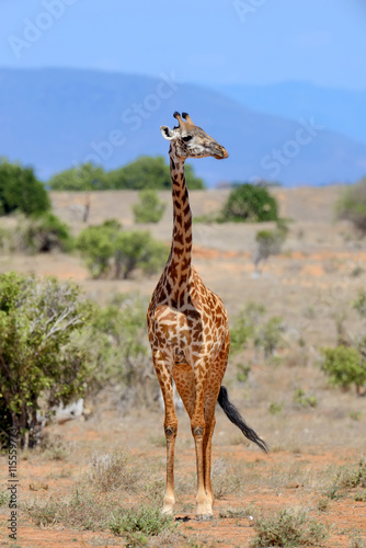 Giraffe on savannah in Africa