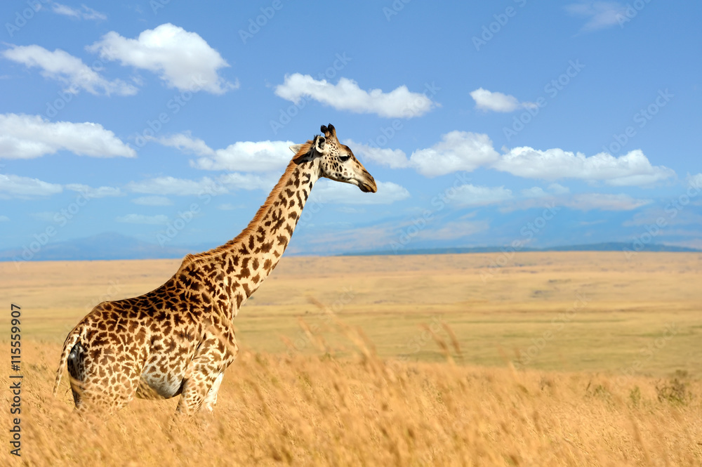 Obraz premium Giraffe on savannah in Africa