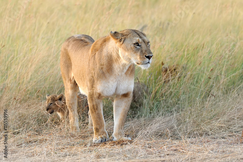 Female lion with cub