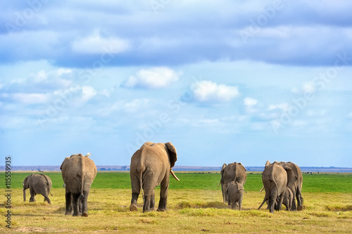 Elephant on savannah in Africa