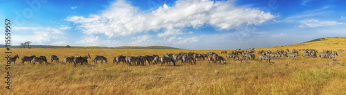 Zebras in a row walking in the savannah in Africa