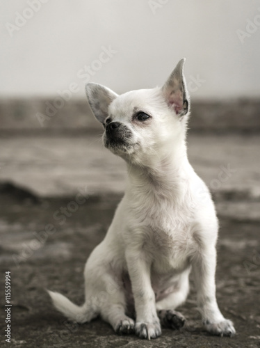 Chihuahua puppy sitting . © Lumppini