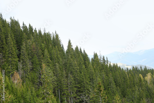 Spring forest on mountain slopes