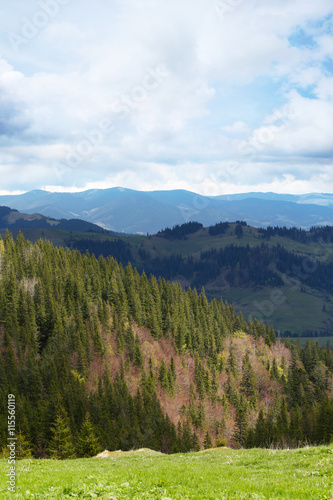 Spring forest on mountain slopes