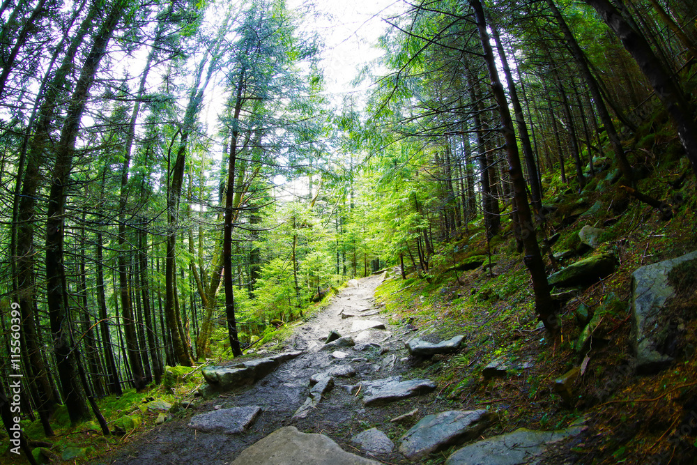 Obraz premium Mountain forest in spring