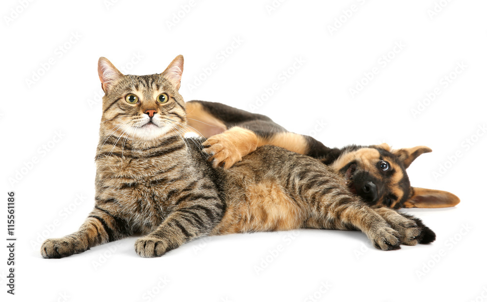 Cute dog and cat, isolated on white