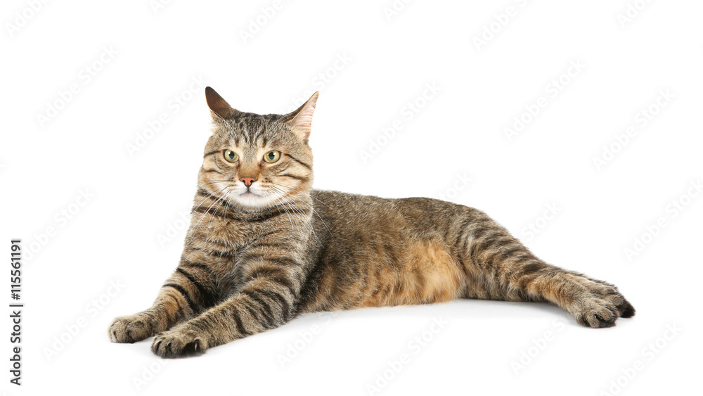 Obraz premium Cute cat, isolated on white
