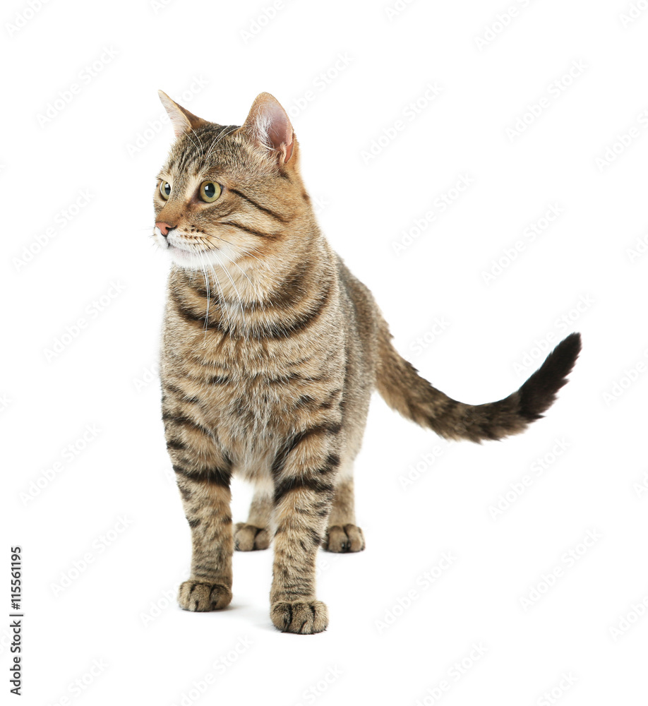 Cute cat, isolated on white