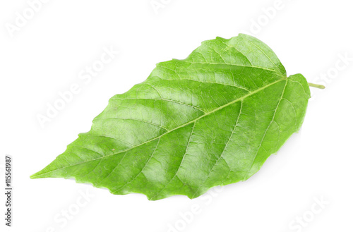 Decorative green leaf, isolated on white