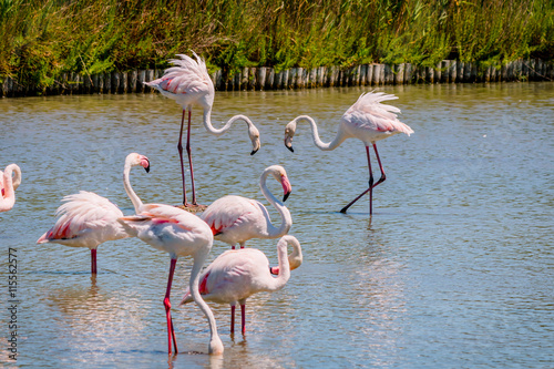 Les flamants roses de Camargue