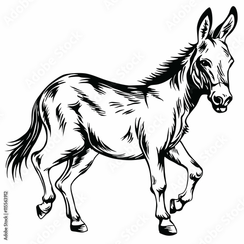 Donkey Stylized Drawing Illustration Vector