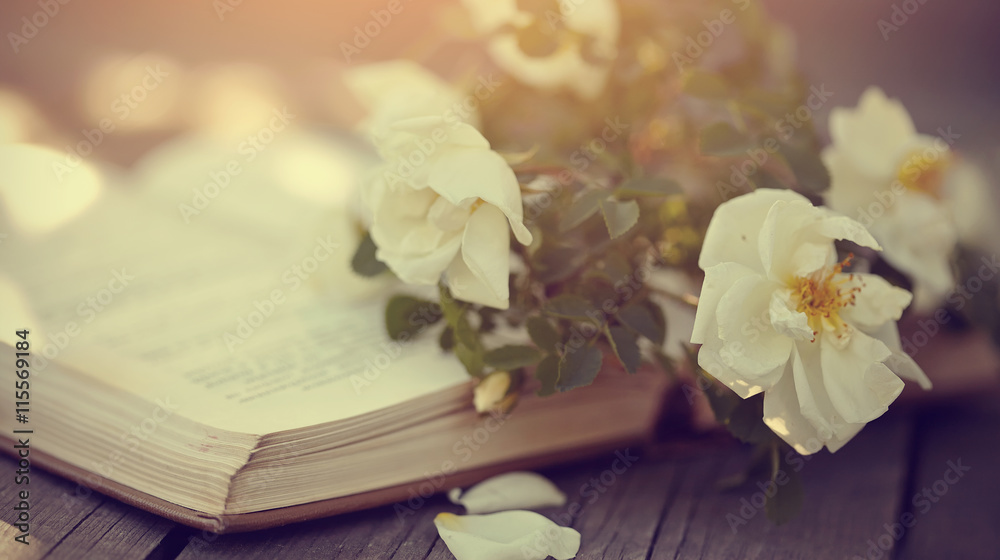 Branch of a dogrose and the old open book Branch of a dogrose and the old open book