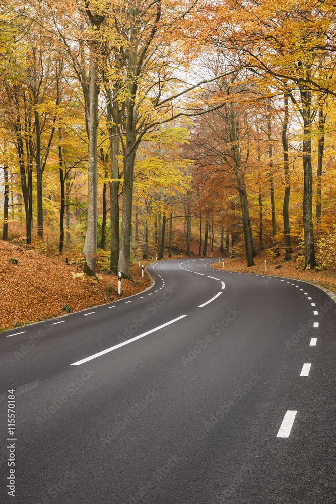 Sweden, Skane, Soderasens National Park, Rostanga, Road in forest Sweden, Skane, Soderasens National Park, Rostanga, Road in forest