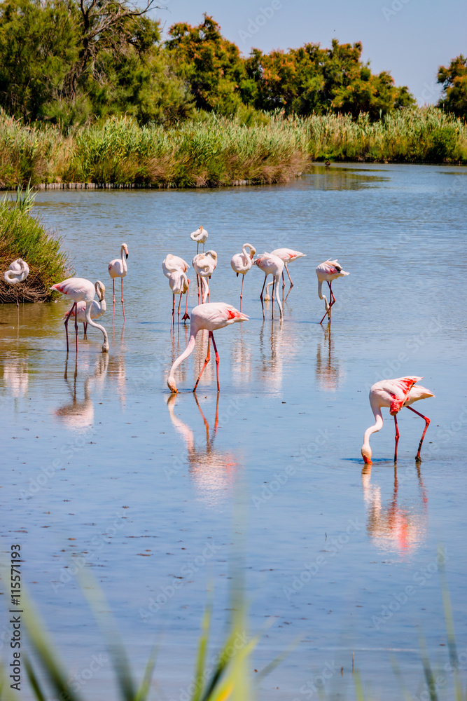 Obraz premium Les flamants roses de Camargue