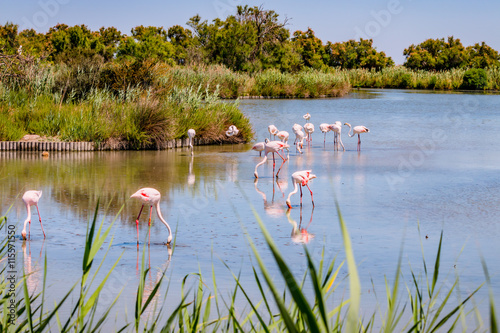 Les flamants roses de Camargue photo