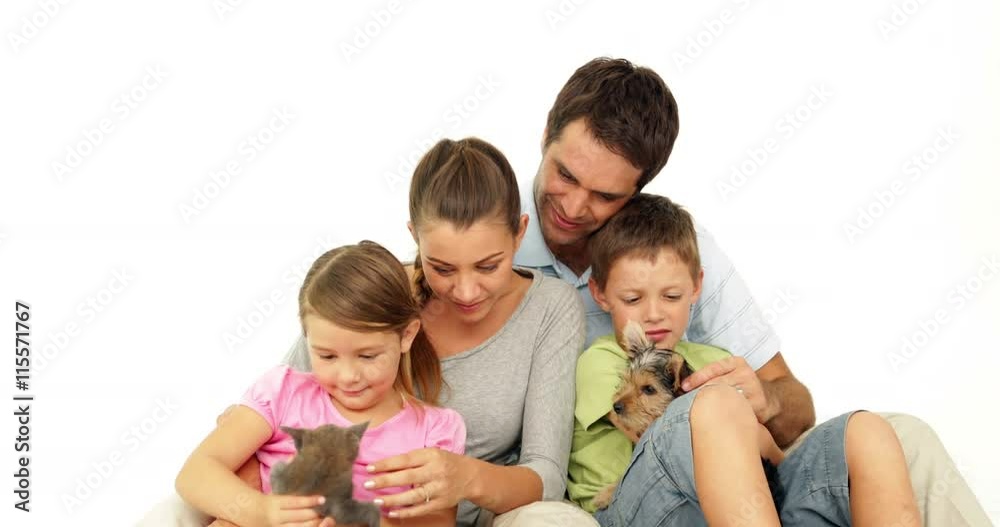 Cute family with a little grey kitten and yorkshire terrier puppy Cute family with a little grey kitten and yorkshire terrier puppy