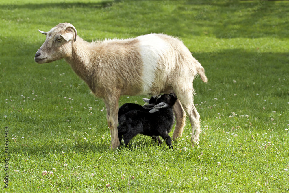 Obraz premium Mother goat feeding baby goats with milk