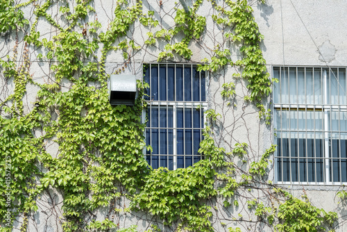 window shutter with ivy on old house wall