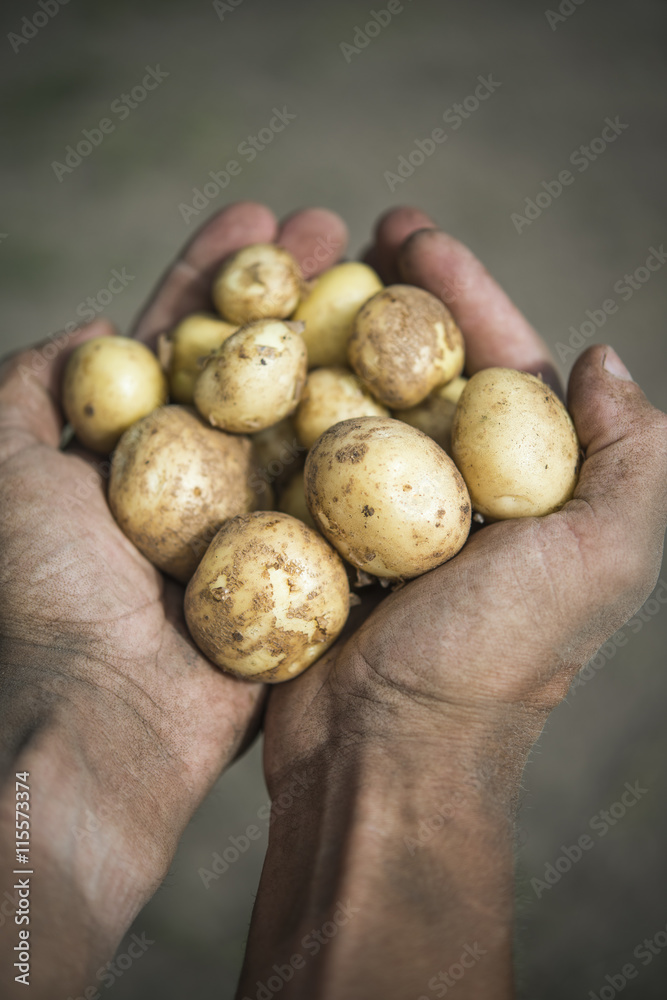 Sweden, Uppland, Herrang, Norrtalje, Man holding handful of potatoes Sweden, Uppland, Herrang, Norrtalje, Man holding handful of potatoes