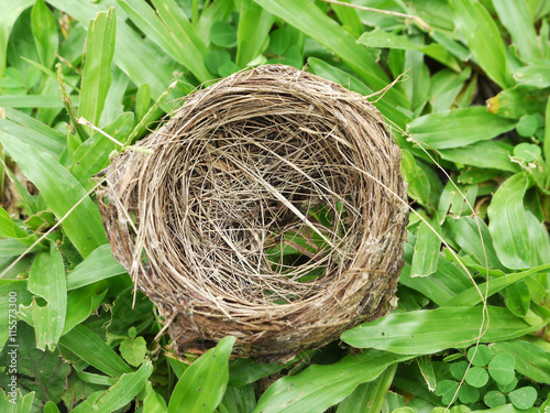 Bird nest on grass