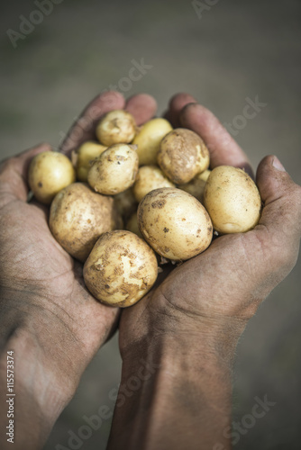 Sweden, Uppland, Herrang, Norrtalje, Man holding handful of potatoes