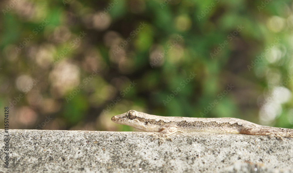 House lizard (Hemidactylus platyurus) House lizard (Hemidactylus platyurus)