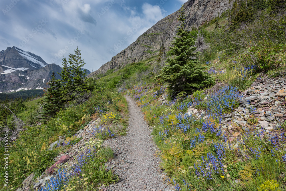 Wildflowers flank open mountain trail