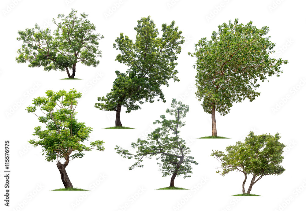 Collection of trees isolated on white background Collection of trees isolated on white background