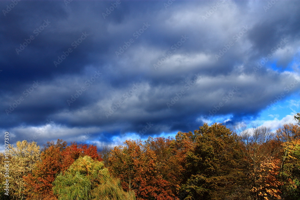 Trees and Storm Clouds Background