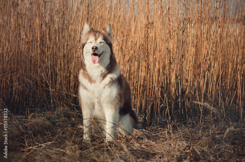 Brown Siberian husky enjoying nice weather