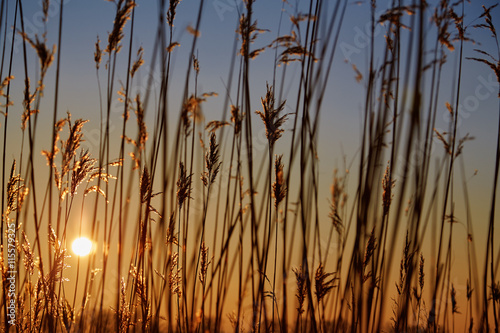 golden sunset grass
